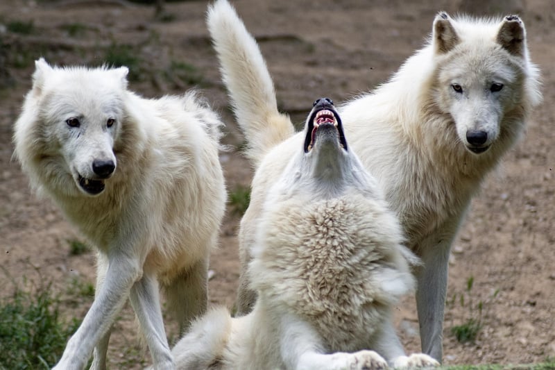 Legendary beasts