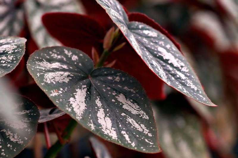 Fantasy Foliage
