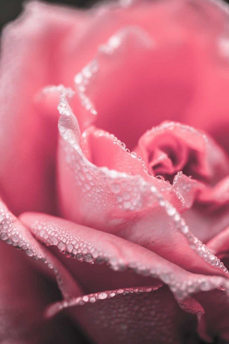 Mystical Flower