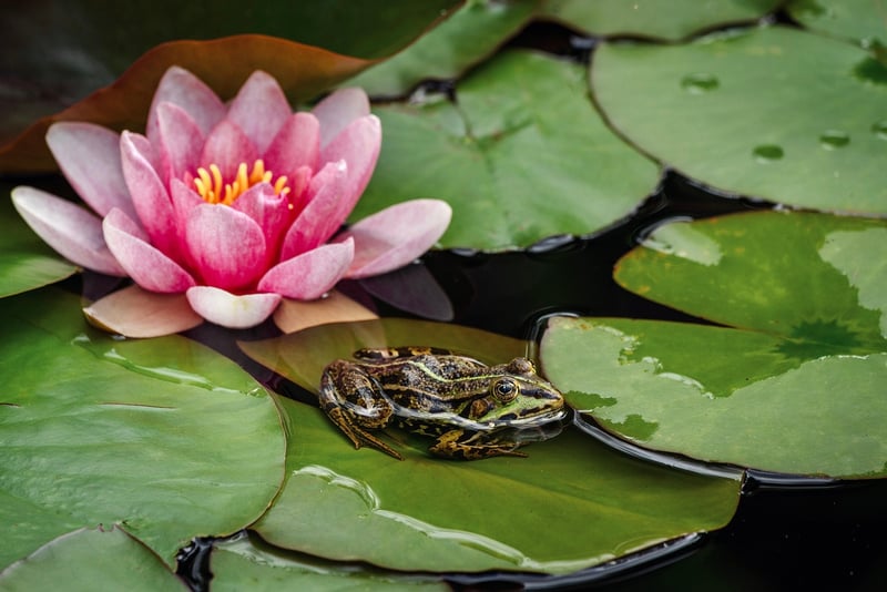 Sacred Lotus